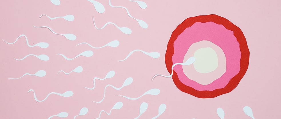 fertilizacao-min.jpg