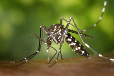 mosquito-thumb.jpg